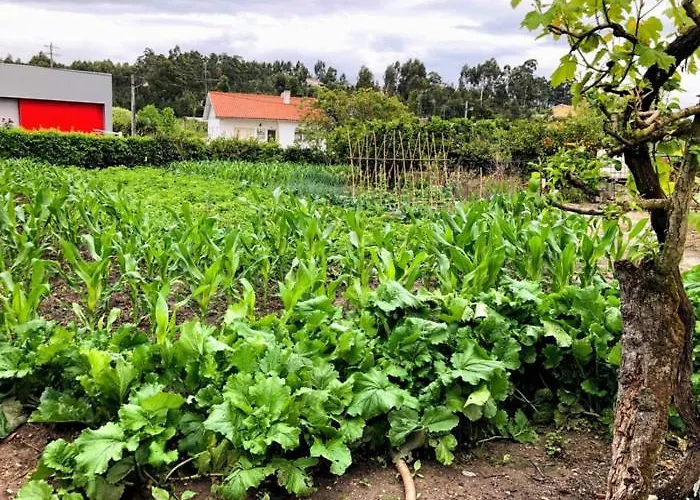 Casinha Da Avó Rosário Apartamento